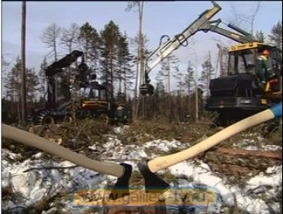 Лесозаготовки (2023). Документальный фильм.