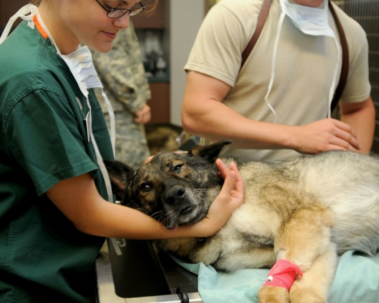 veterinarnyi-vrach